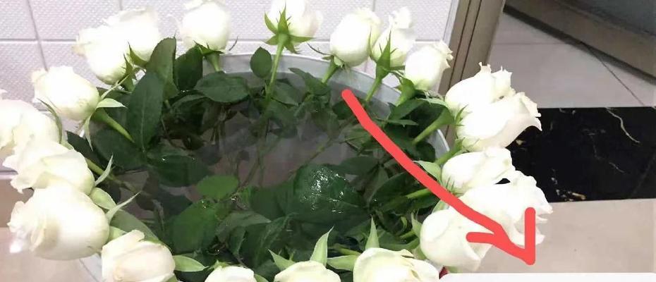 新娘玫瑰花如何养护才能存活？