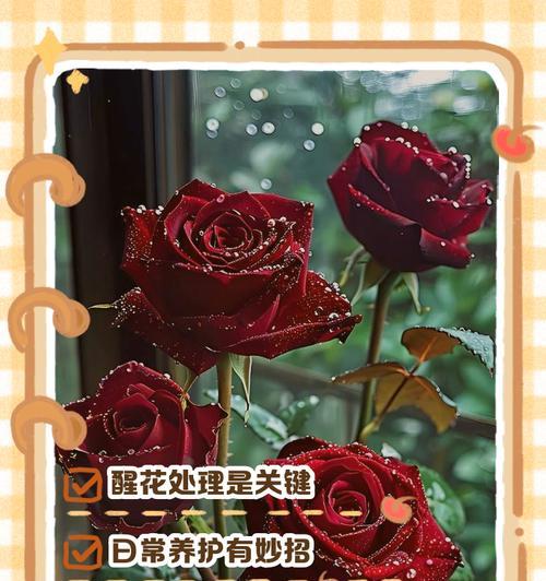 新娘玫瑰花如何养护才能存活？