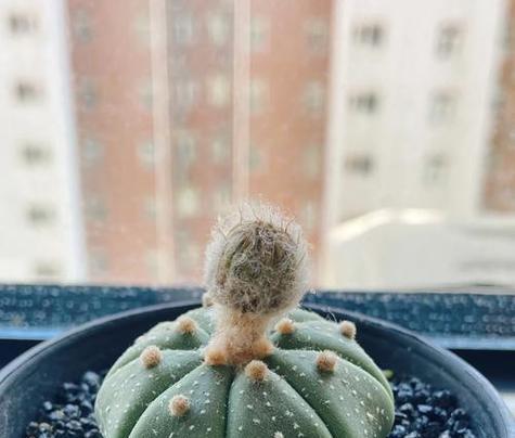 造景用的仙人球种植方法是什么？