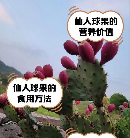 造景用的仙人球种植方法是什么？