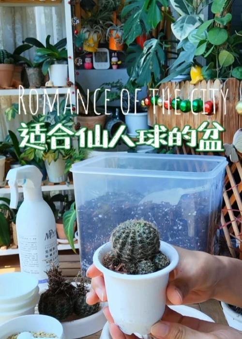 新收到仙人球的栽种步骤是什么？
