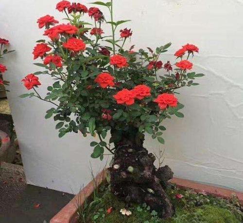 玫瑰花修剪和施肥的最佳实践是什么？