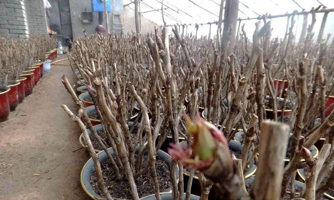 室外牡丹花冬季施肥的注意事项有哪些？