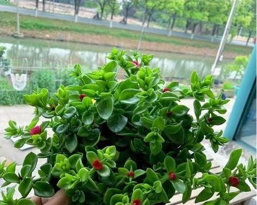 室外牡丹花冬季施肥的注意事项有哪些？
