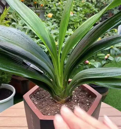 辽阳君子兰的种植方法是什么？