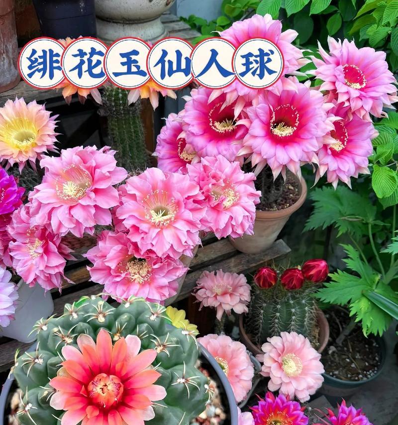 使用仙人球专用土养花的好处及方法是什么？