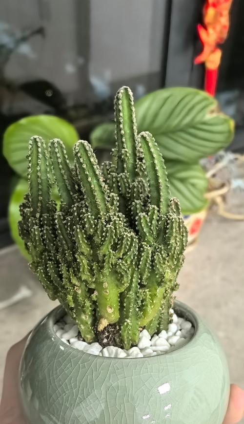 茶桌仙人掌盆栽的养护技巧是什么？