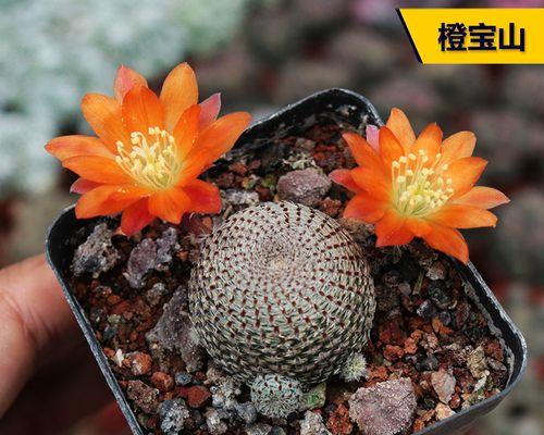 茶桌仙人掌盆栽的养护技巧是什么？