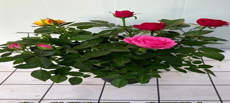 玫瑰花剪枝干的美观技巧是什么？