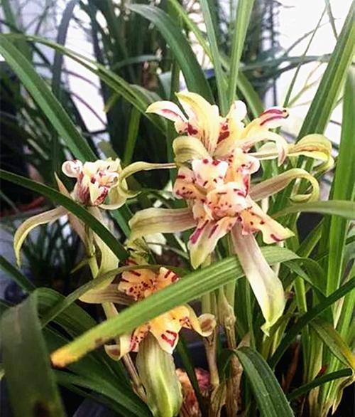 兰花与牡丹花的养护技巧有哪些？