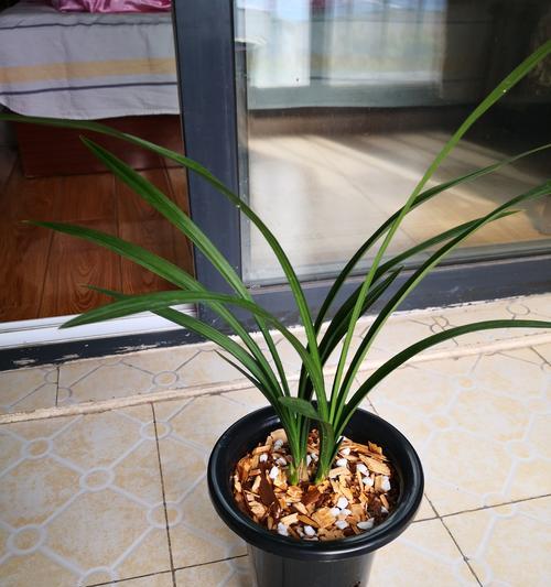 兰花与牡丹花的养护技巧有哪些？