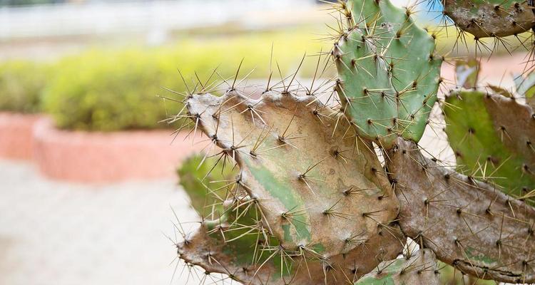 如何处理仙人掌使其快速枯萎？