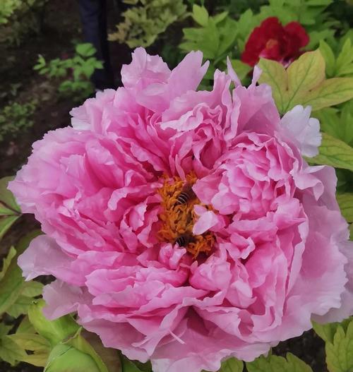 坊子牡丹花的开花时间是什么时候？