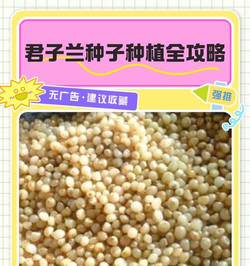 君子兰侧芽的最佳移栽时间是什么时候？