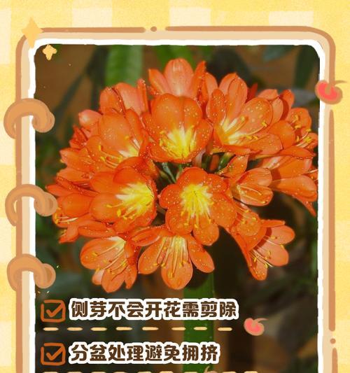 君子兰侧芽的最佳移栽时间是什么时候？