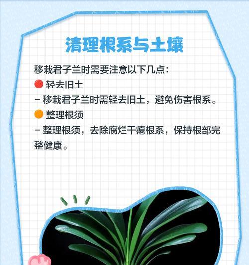 君子兰侧芽的最佳移栽时间是什么时候？