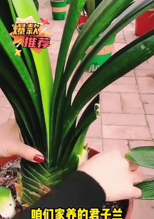 君子兰“玩狮子”养护方法有哪些？