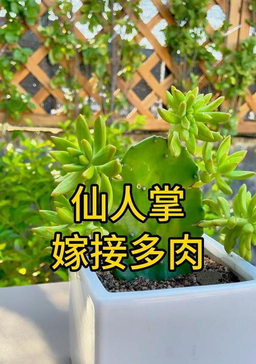 嫁接仙人球如何促进根系生长？