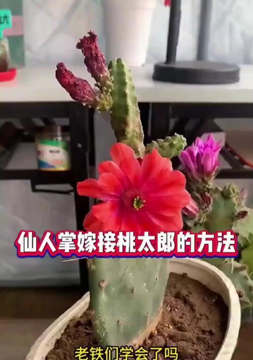 嫁接仙人球如何促进根系生长？