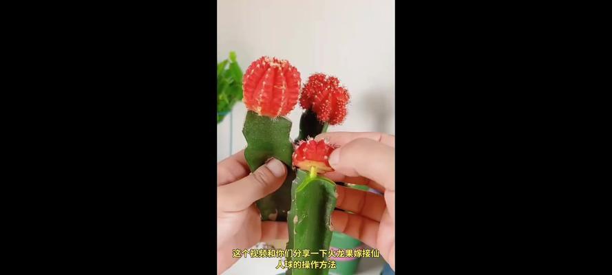 嫁接仙人球如何促进根系生长？