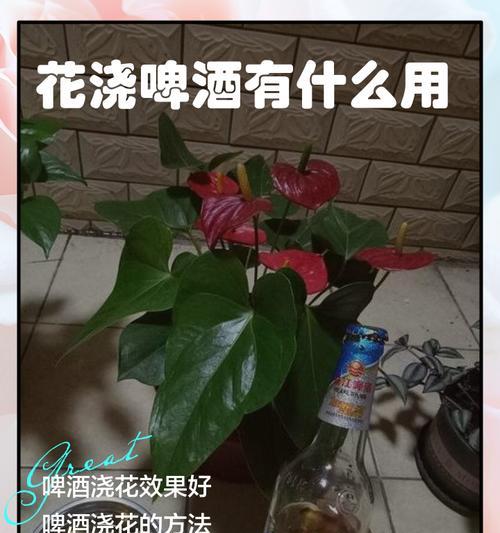 君子兰浇啤酒的好处及正确方法是什么？