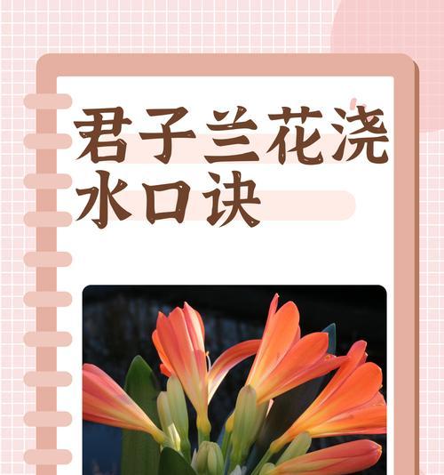 君子兰浇啤酒的好处及正确方法是什么？