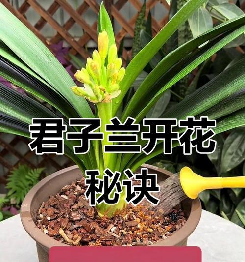 君子兰浇啤酒的好处及正确方法是什么？