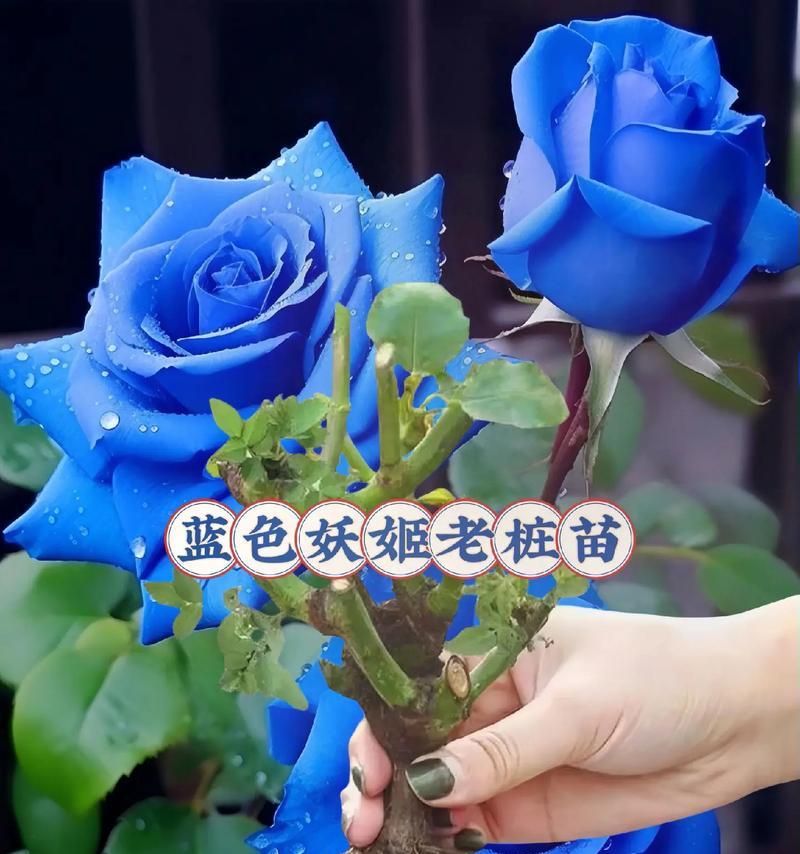 玫瑰花为何会分批次开花？