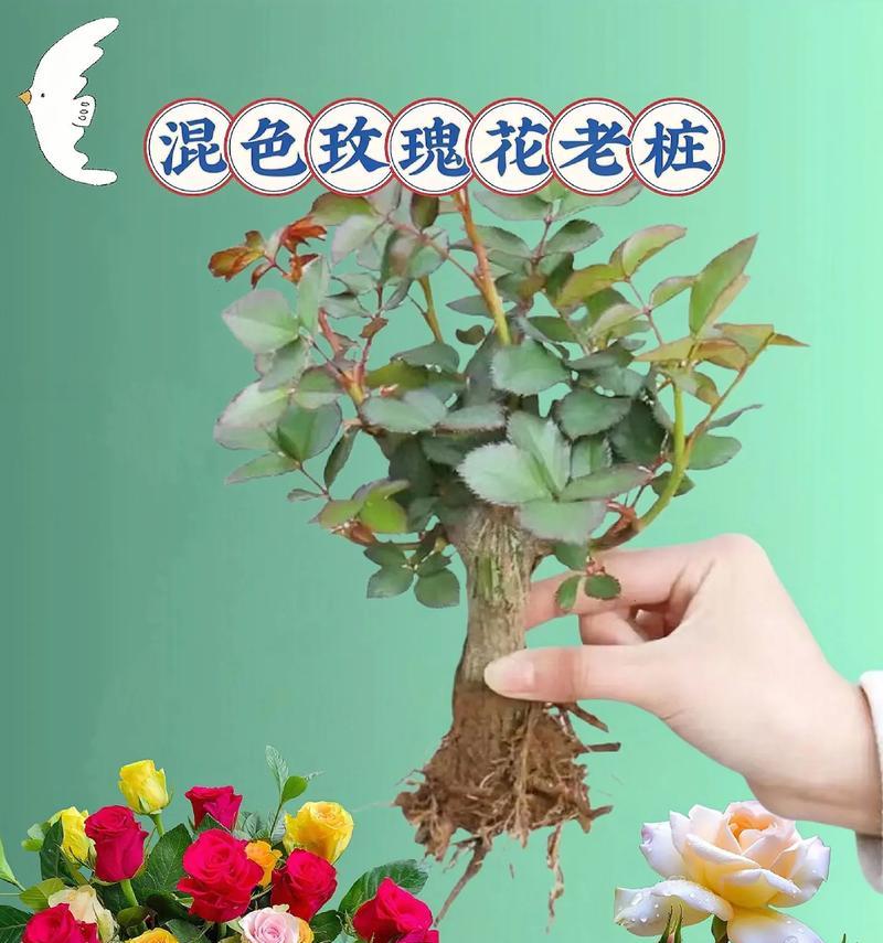 玫瑰花为何会分批次开花？