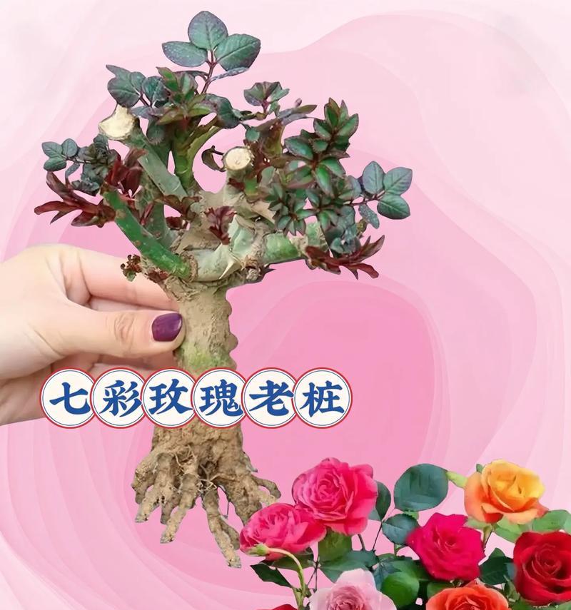 玫瑰花为何会分批次开花？
