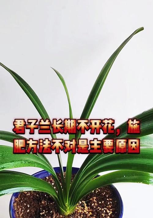 君子兰新叶生长时的施肥方法是什么？