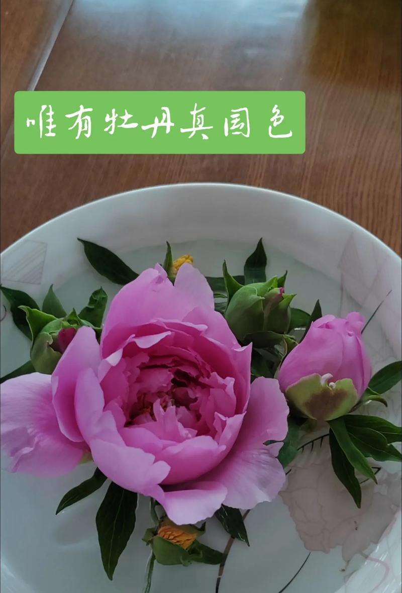 小牡丹花干花的正确养护方法是什么？