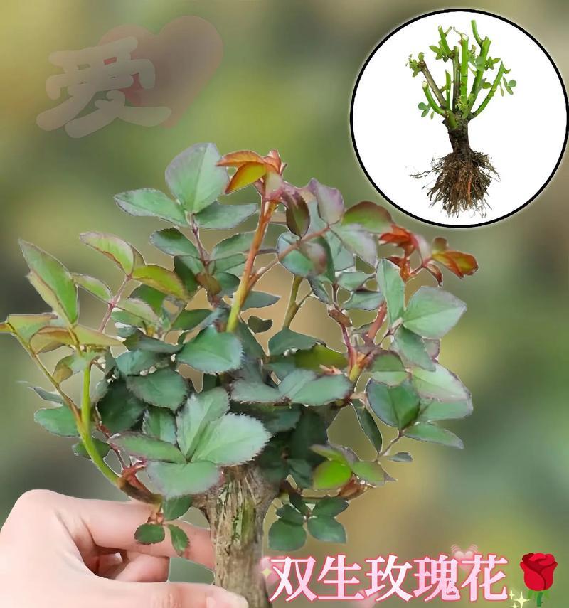 玫瑰花老树桩插枝繁殖的方法是什么？