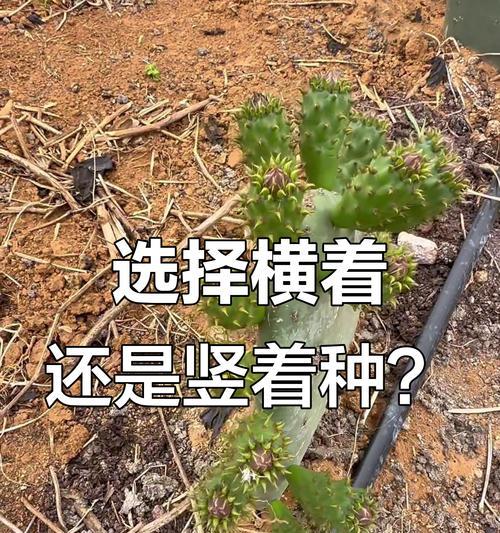 七彩仙人掌的种植步骤和注意事项是什么？