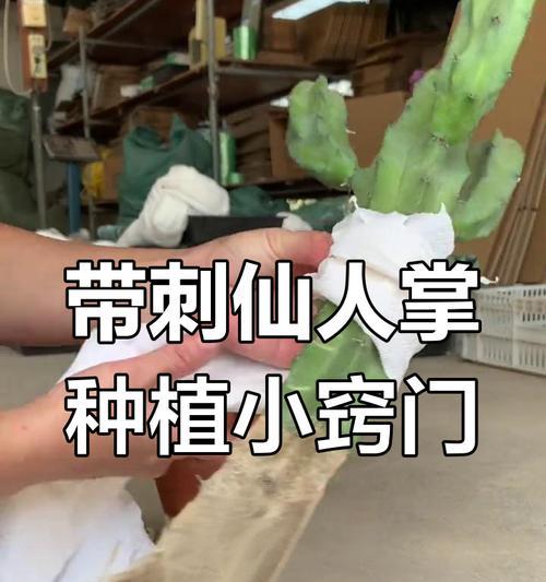 七彩仙人掌的种植步骤和注意事项是什么？