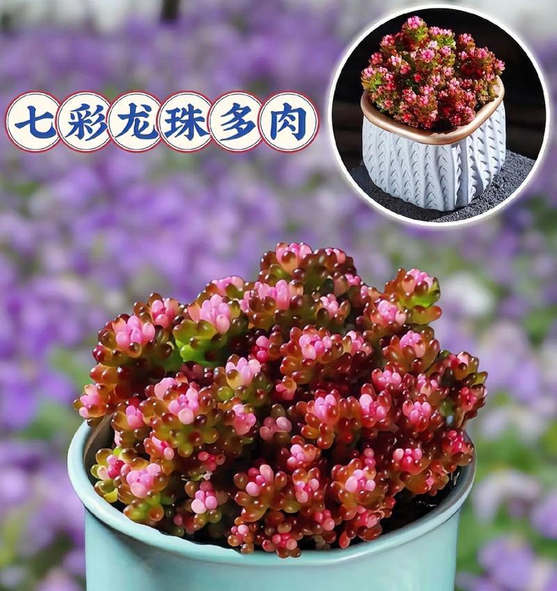 七彩仙人掌的种植步骤和注意事项是什么？