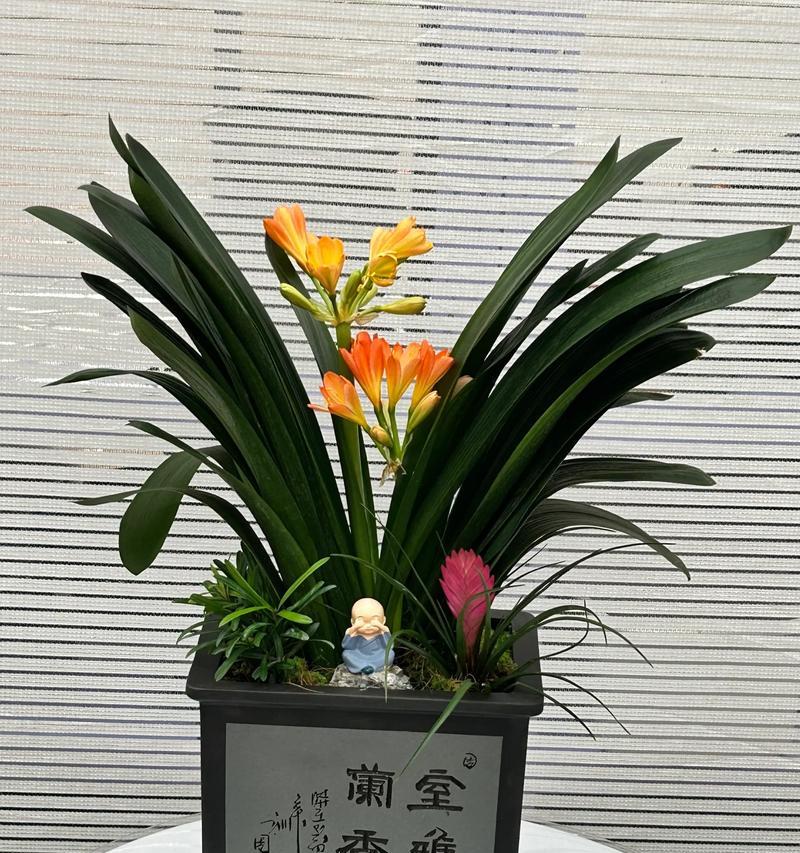 君子兰什么品种好？如何选择最佳品种？
