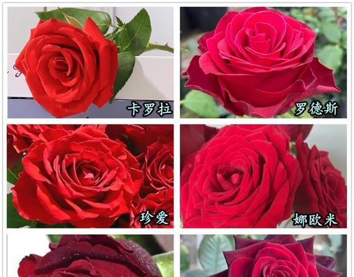 闪耀是什么玫瑰花品种？闪耀玫瑰的特点是什么？