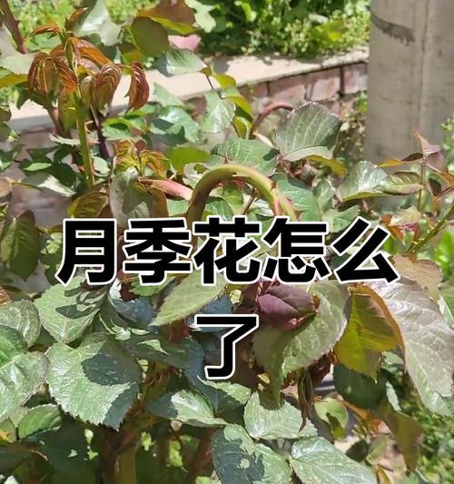海棠玫瑰花蔫了怎么补救？有效的方法有哪些？
