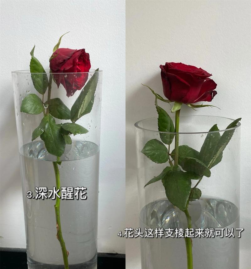 海棠玫瑰花蔫了怎么补救？有效的方法有哪些？
