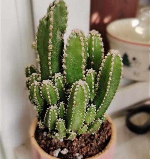 鲜花盆栽大仙人球怎么养？有哪些步骤？