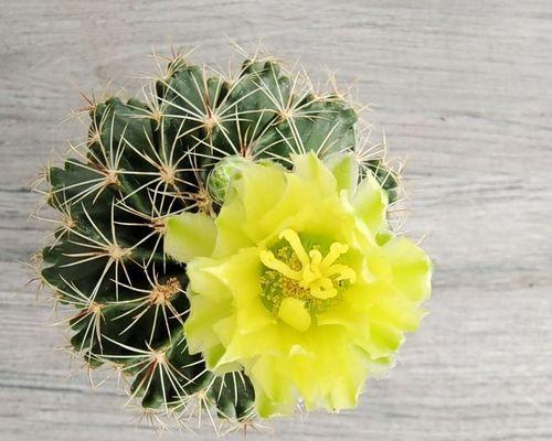 鲜花盆栽大仙人球怎么养？有哪些步骤？