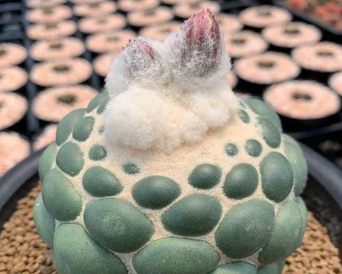 什么品种仙人球是圆的呢？圆仙人球的特点是什么？