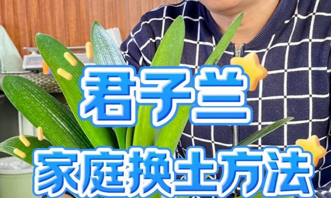 君子兰三个一盆好吗怎么养？最佳的养护方法是什么？