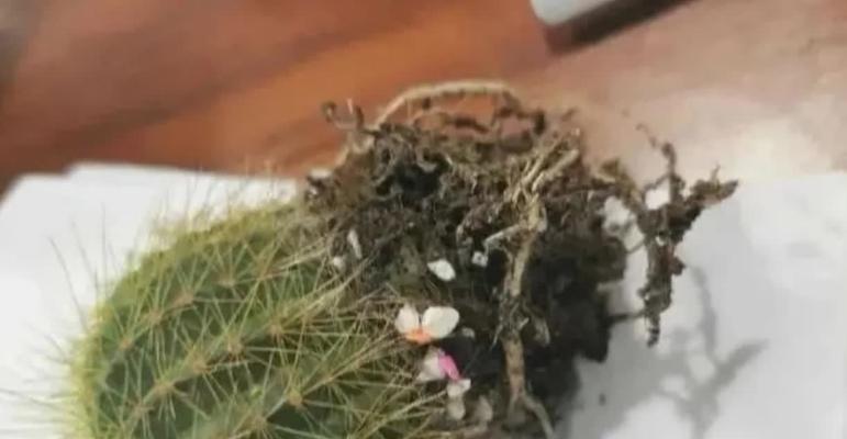 仙人掌枝条从中间断掉怎么办？如何处理？