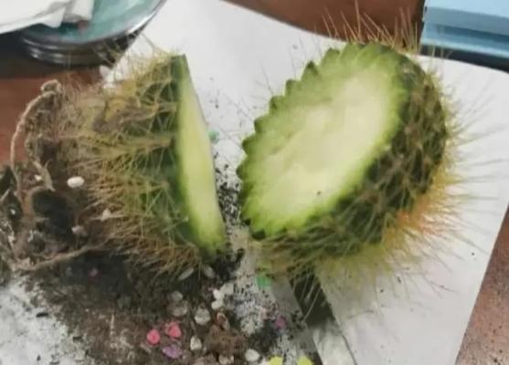 仙人掌枝条从中间断掉怎么办？如何处理？