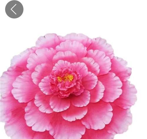 牡丹花的花瓣怎么利用？有哪些创意方法？