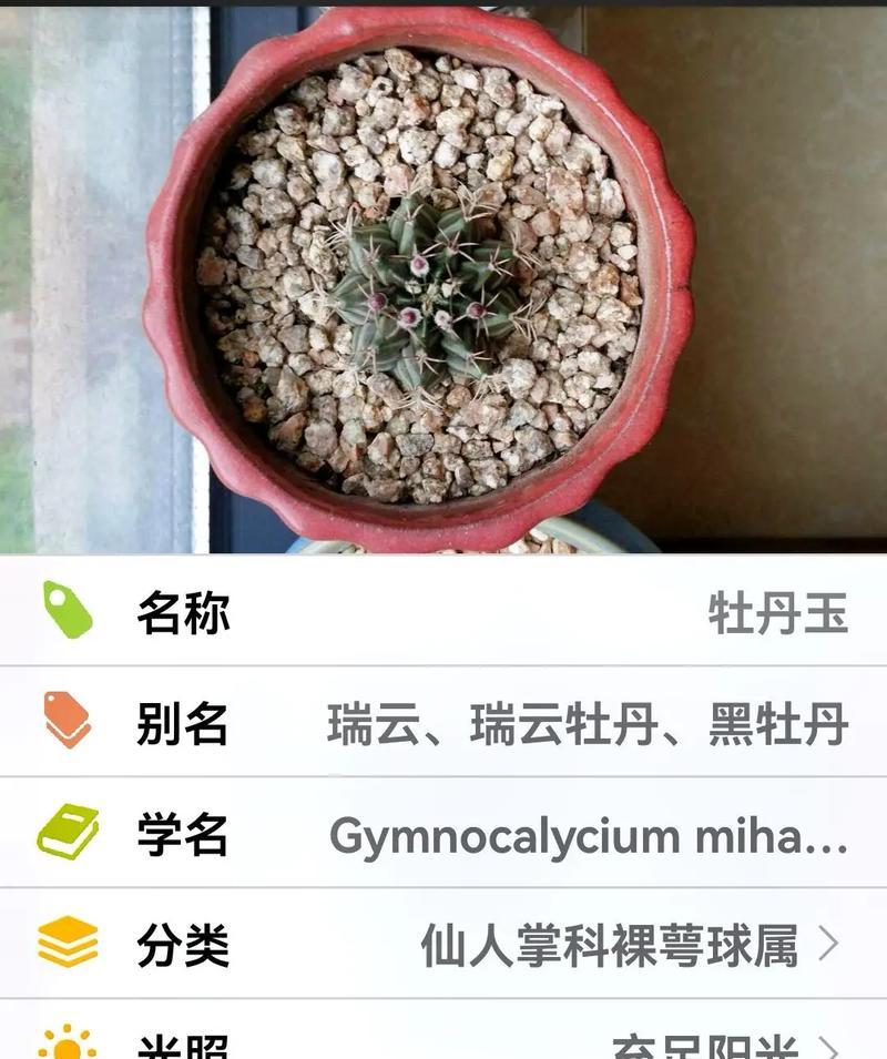 如何种植小型仙人球花？步骤和技巧是什么？