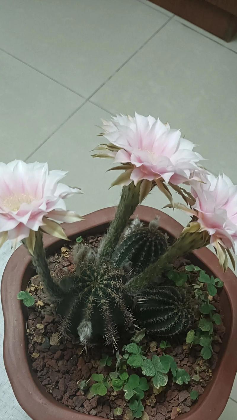 如何种植小型仙人球花？步骤和技巧是什么？