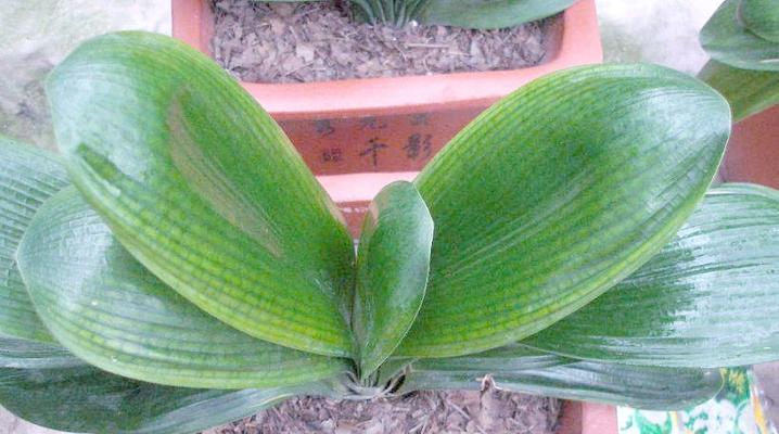 君子兰的侧芽能栽吗怎么养？栽种方法是什么？